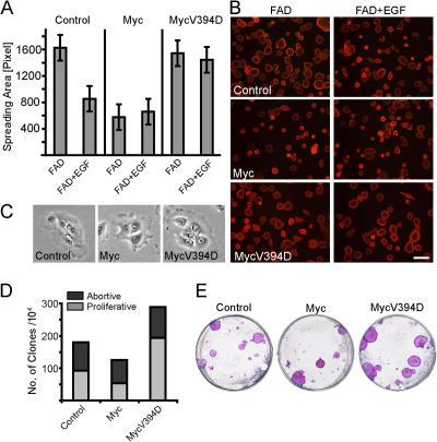 https://cdn.ncbi.nlm.nih.gov/pmc/blobs/acd3/2063541/185a4ac4acd9/jcb1720139f05.jpg