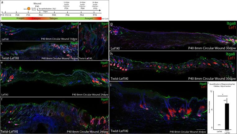 https://cdn.ncbi.nlm.nih.gov/pmc/blobs/acd4/7524549/0d45f5116453/elife-60066-fig5-figsupp1.jpg