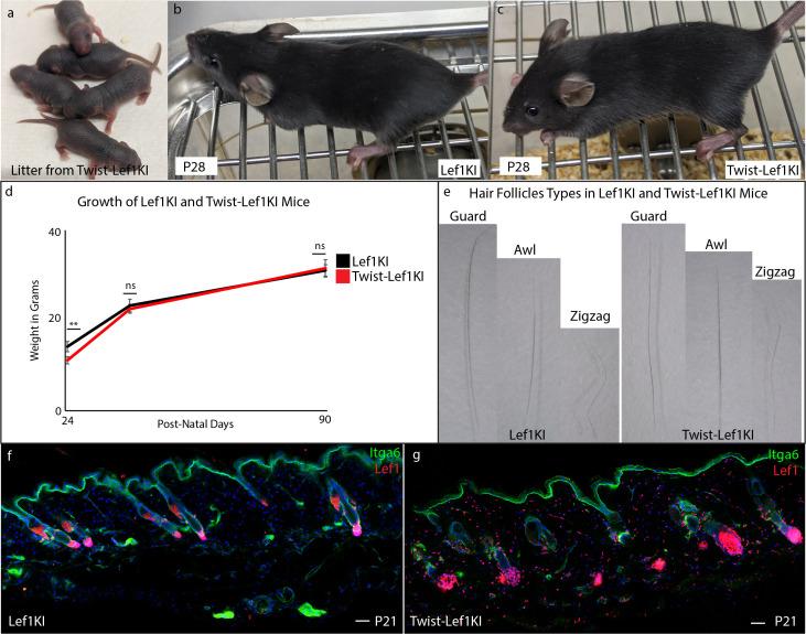 https://cdn.ncbi.nlm.nih.gov/pmc/blobs/acd4/7524549/2cc91278a653/elife-60066-fig4-figsupp1.jpg