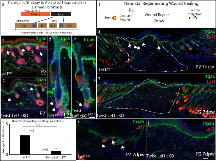 https://cdn.ncbi.nlm.nih.gov/pmc/blobs/acd4/7524549/4a59df73eace/elife-60066-fig3.jpg