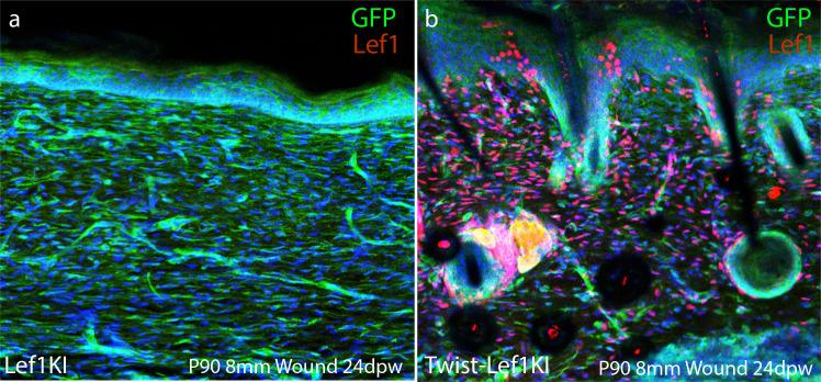 https://cdn.ncbi.nlm.nih.gov/pmc/blobs/acd4/7524549/61050b17f632/elife-60066-fig5-figsupp2.jpg