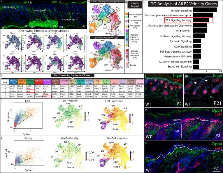 https://cdn.ncbi.nlm.nih.gov/pmc/blobs/acd4/7524549/7619c8928c2e/elife-60066-fig2.jpg