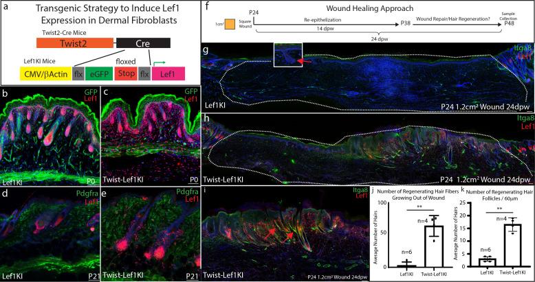 https://cdn.ncbi.nlm.nih.gov/pmc/blobs/acd4/7524549/a5bb1ab72bbc/elife-60066-fig4.jpg