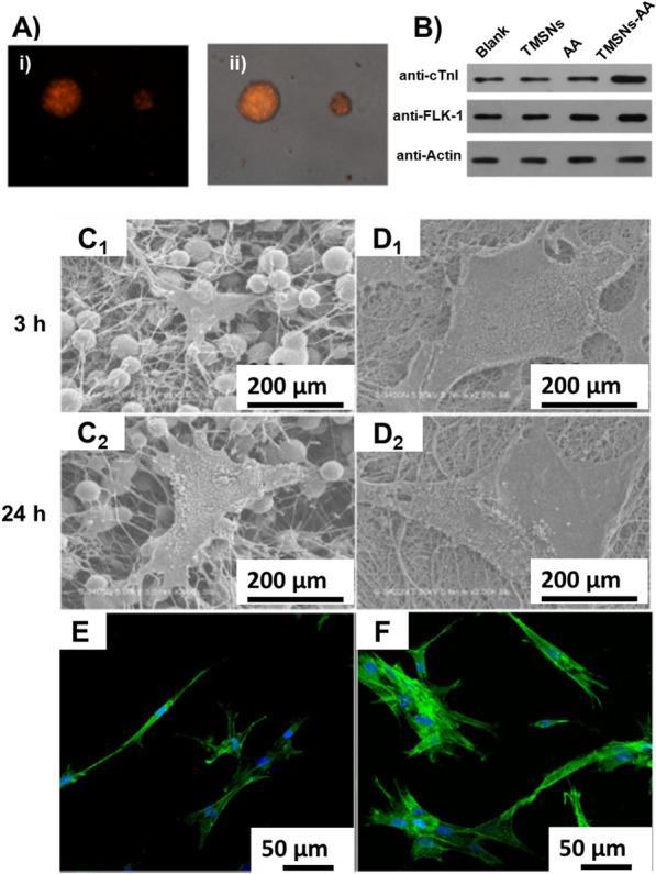 https://cdn.ncbi.nlm.nih.gov/pmc/blobs/acd7/8917689/022ceaee4234/12951_2022_1315_Fig13_HTML.jpg
