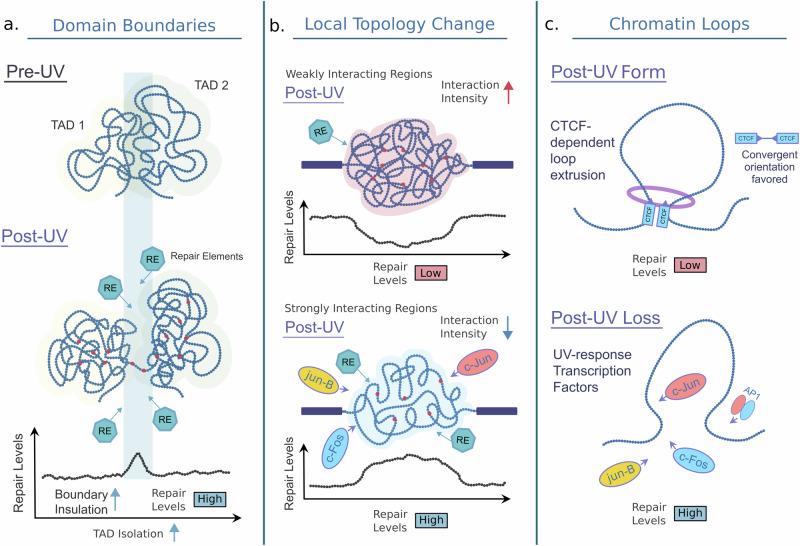 https://cdn.ncbi.nlm.nih.gov/pmc/blobs/acd8/11799157/07b4eadf094d/41467_2024_55724_Fig7_HTML.jpg