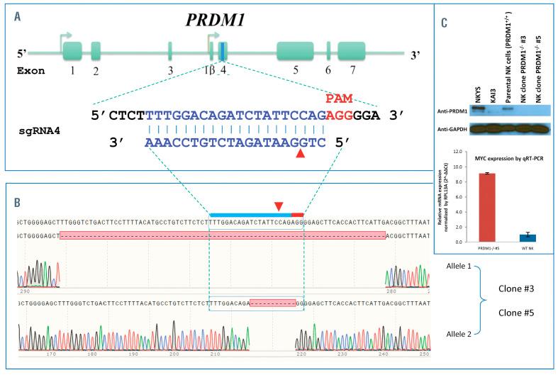 https://cdn.ncbi.nlm.nih.gov/pmc/blobs/acd8/8409030/5db1e02dc86e/1062427.fig2.jpg