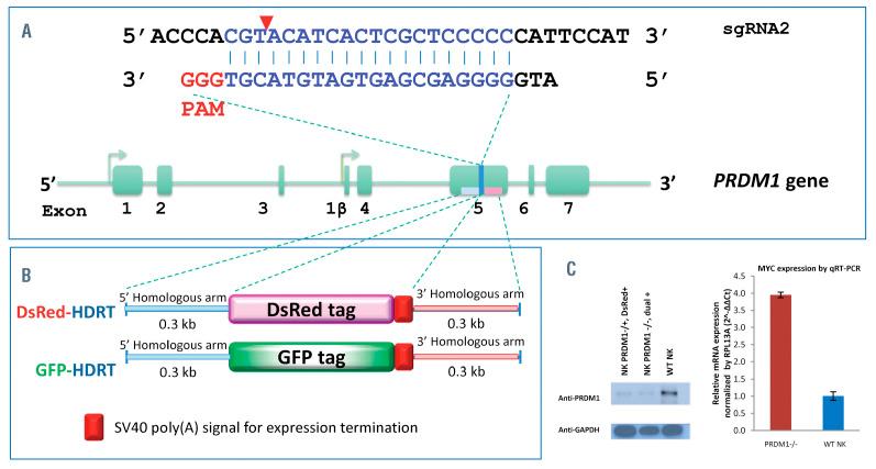 https://cdn.ncbi.nlm.nih.gov/pmc/blobs/acd8/8409030/94a5374e1a8a/1062427.fig3.jpg