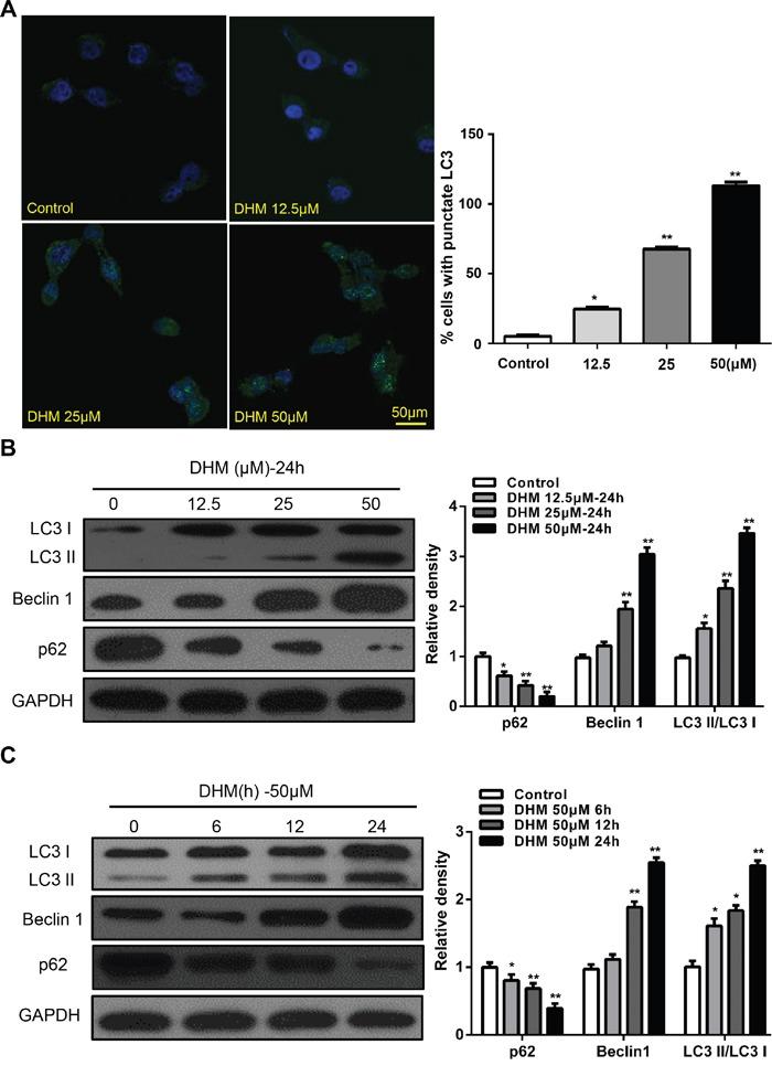 https://cdn.ncbi.nlm.nih.gov/pmc/blobs/acda/5312341/62a8490d605f/oncotarget-07-59691-g002.jpg
