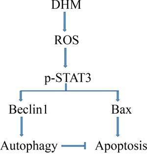 https://cdn.ncbi.nlm.nih.gov/pmc/blobs/acda/5312341/ac68bb61ba36/oncotarget-07-59691-g006.jpg