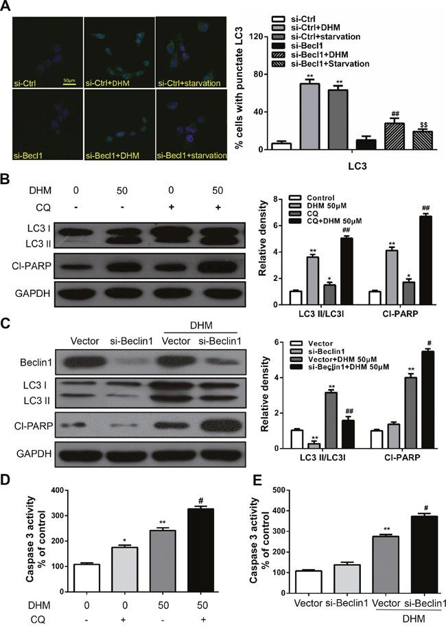 https://cdn.ncbi.nlm.nih.gov/pmc/blobs/acda/5312341/e90313e2d380/oncotarget-07-59691-g003.jpg