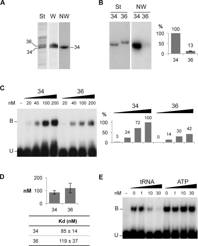 https://cdn.ncbi.nlm.nih.gov/pmc/blobs/acdb/4150812/20dcd373e718/gku728fig1.jpg