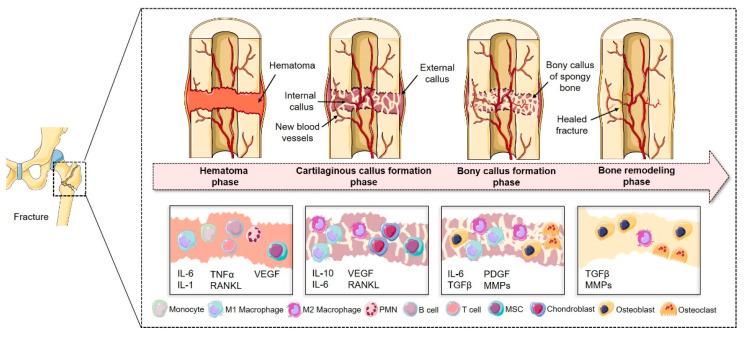 https://cdn.ncbi.nlm.nih.gov/pmc/blobs/acdb/8301383/469c127d9262/biomedicines-09-00748-g001.jpg