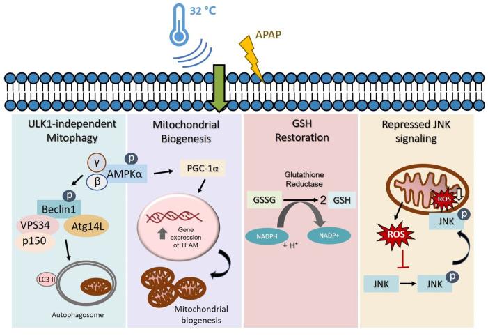 https://cdn.ncbi.nlm.nih.gov/pmc/blobs/acdd/7693152/6fcda706f6d4/cells-09-02354-g007.jpg