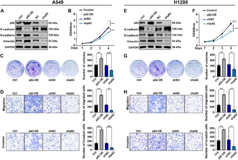 https://cdn.ncbi.nlm.nih.gov/pmc/blobs/ace0/12280890/5c69623843de/gr3.jpg