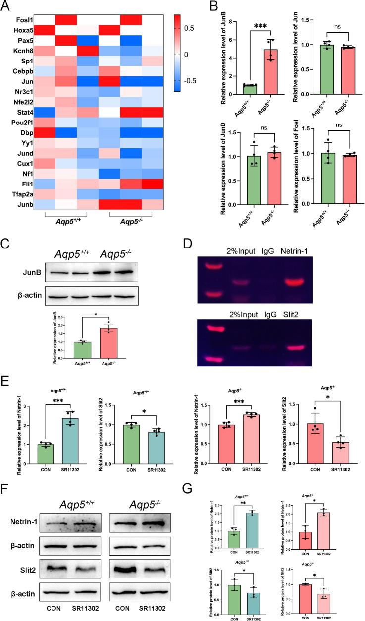 https://cdn.ncbi.nlm.nih.gov/pmc/blobs/ace2/10506685/8c3babd5ffc7/iovs-64-12-27-f007.jpg