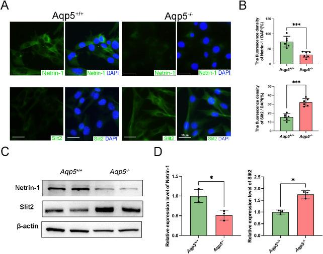 https://cdn.ncbi.nlm.nih.gov/pmc/blobs/ace2/10506685/9bdb0855d891/iovs-64-12-27-f004.jpg