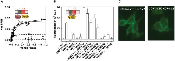 https://cdn.ncbi.nlm.nih.gov/pmc/blobs/ace2/6930800/3a4971e1b514/fimmu-10-02970-g0007.jpg