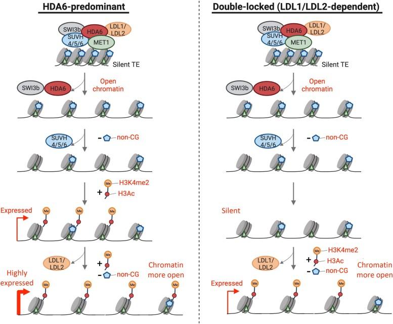 https://cdn.ncbi.nlm.nih.gov/pmc/blobs/ace5/11531835/32ad65419cba/kiae392f6.jpg