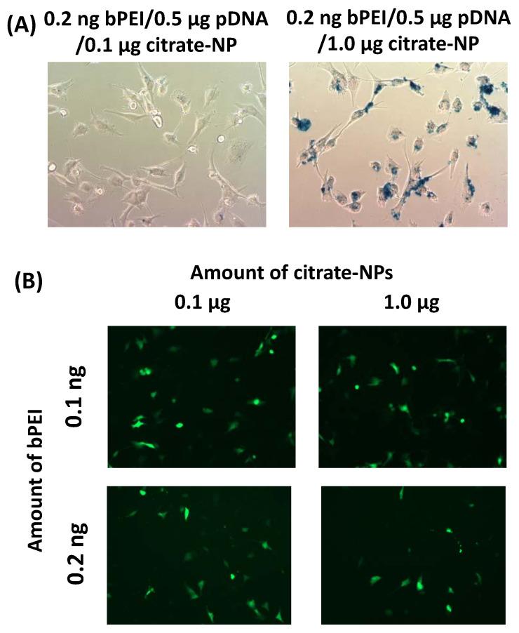 https://cdn.ncbi.nlm.nih.gov/pmc/blobs/ace6/8309231/6df49beadcaa/polymers-13-02228-g001.jpg