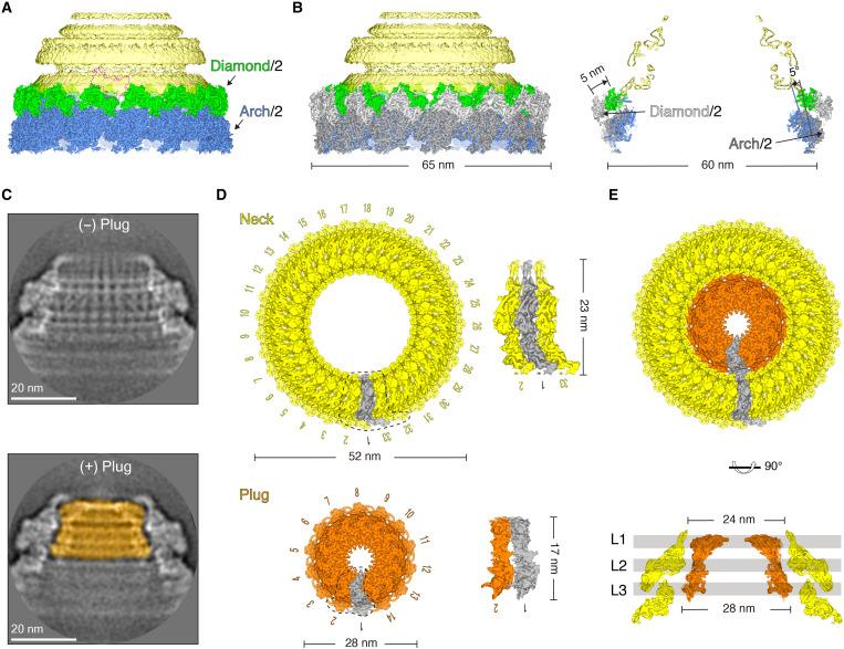 https://cdn.ncbi.nlm.nih.gov/pmc/blobs/ace7/9946344/de4e5683b358/sciadv.add2796-f3.jpg