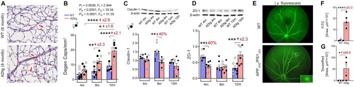 https://cdn.ncbi.nlm.nih.gov/pmc/blobs/ace8/8493243/7155878b085e/fnins-15-731614-g002.jpg