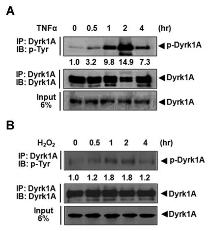 https://cdn.ncbi.nlm.nih.gov/pmc/blobs/acea/3213740/0791134d96ff/en-20-35-g001.jpg