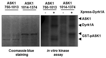 https://cdn.ncbi.nlm.nih.gov/pmc/blobs/acea/3213740/f3476322fcd9/en-20-35-g007.jpg