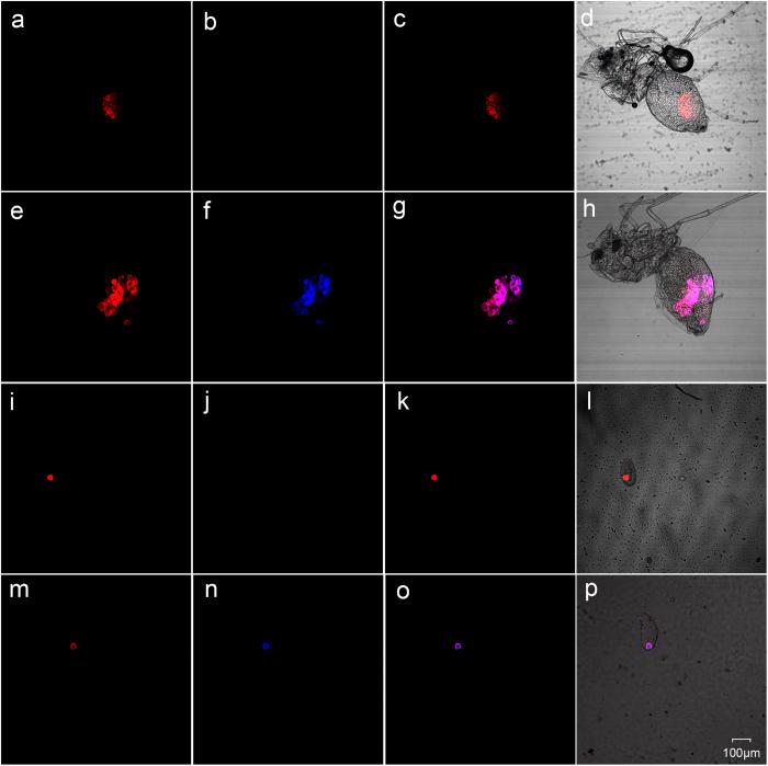 https://cdn.ncbi.nlm.nih.gov/pmc/blobs/acf0/5159839/9503f3c6e9f1/srep39200-f1.jpg