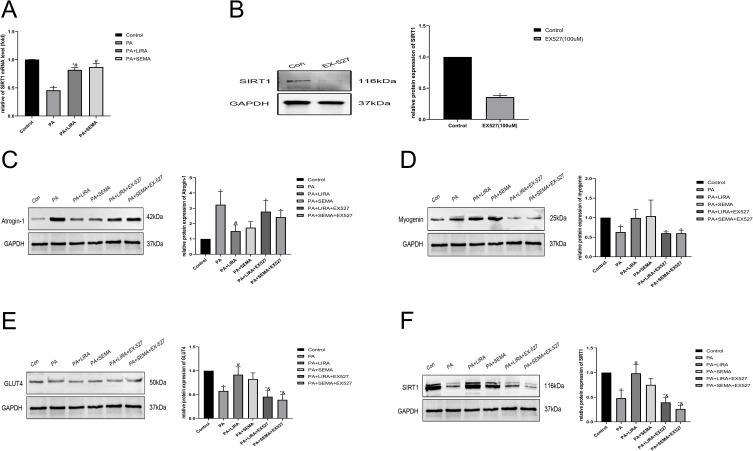 https://cdn.ncbi.nlm.nih.gov/pmc/blobs/acf3/10439806/6fa8a5aaf33a/DMSO-16-2433-g0005.jpg