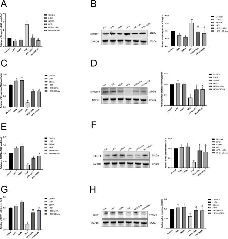 https://cdn.ncbi.nlm.nih.gov/pmc/blobs/acf3/10439806/887cdf5290bf/DMSO-16-2433-g0003.jpg
