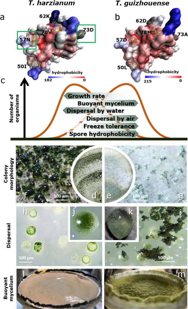 https://cdn.ncbi.nlm.nih.gov/pmc/blobs/acf5/7490268/8dd8ae1c38a3/41396_2020_709_Fig6_HTML.jpg