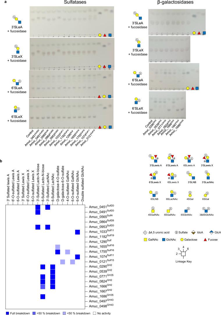 https://cdn.ncbi.nlm.nih.gov/pmc/blobs/acf6/11790493/1335285d5910/41564_2024_1911_Fig15_ESM.jpg