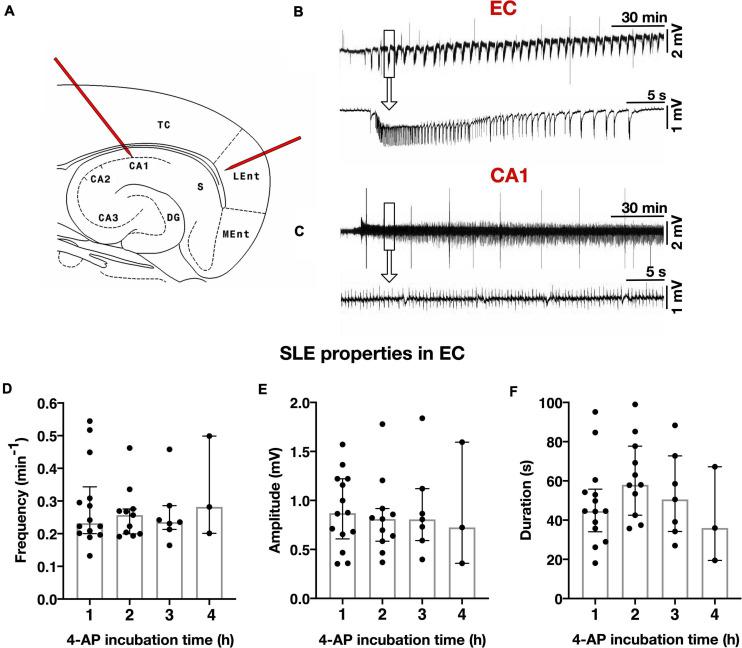 https://cdn.ncbi.nlm.nih.gov/pmc/blobs/acf9/8042243/48561b362e65/fnmol-14-643763-g002.jpg