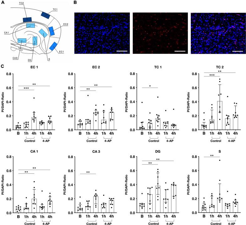 https://cdn.ncbi.nlm.nih.gov/pmc/blobs/acf9/8042243/eef475c3c907/fnmol-14-643763-g004.jpg
