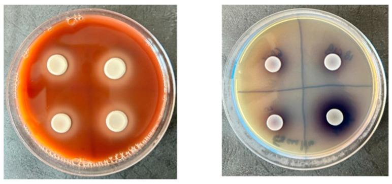 https://cdn.ncbi.nlm.nih.gov/pmc/blobs/acfb/12029497/1bf934623b0e/molecules-30-01675-g002.jpg