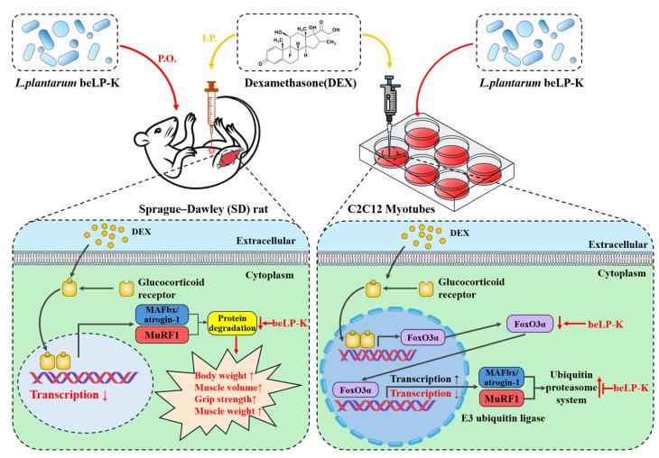 https://cdn.ncbi.nlm.nih.gov/pmc/blobs/acfb/12348042/358014daac8b/ijms-26-07504-g011.jpg