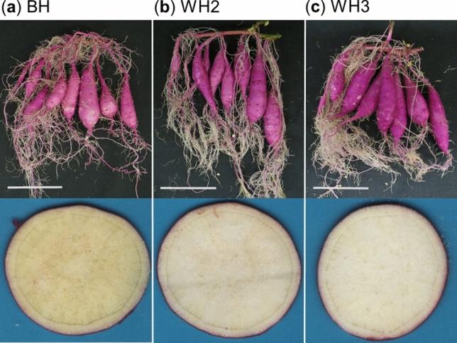 https://cdn.ncbi.nlm.nih.gov/pmc/blobs/ad03/7693279/6b324c9a1217/41598_2020_77293_Fig2_HTML.jpg