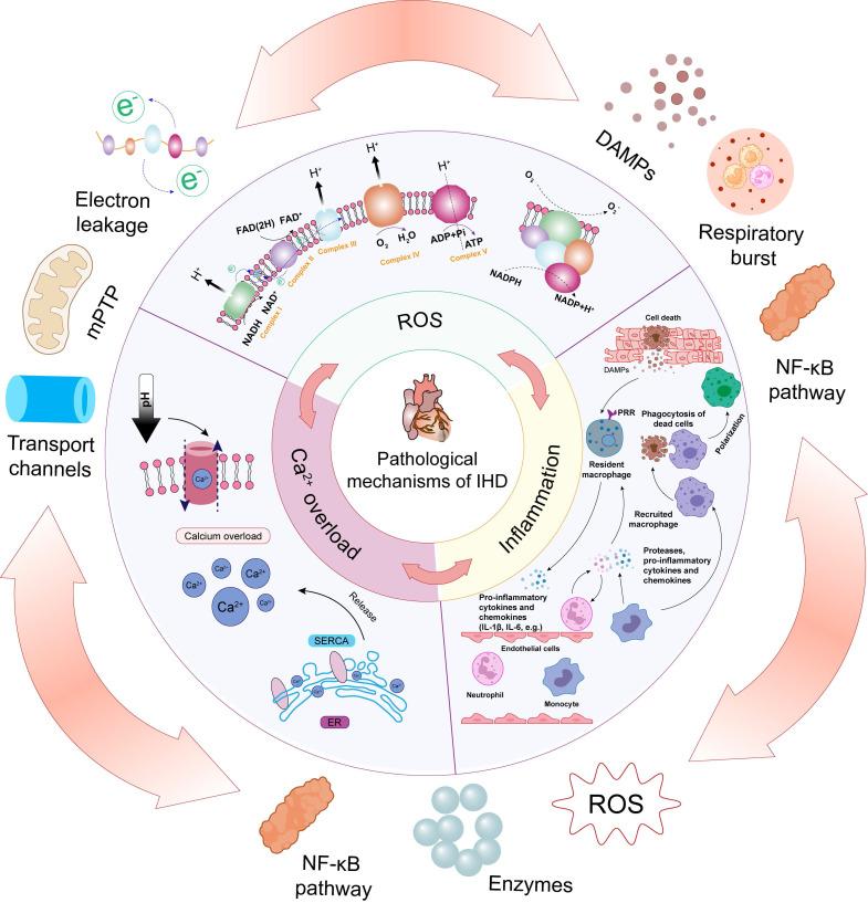 https://cdn.ncbi.nlm.nih.gov/pmc/blobs/ad05/11388064/67d70b5f362f/thnov14p5336g002.jpg