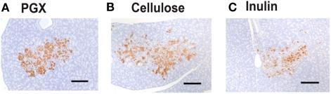 https://cdn.ncbi.nlm.nih.gov/pmc/blobs/ad05/3168379/1595495ef048/fphar-02-00047-g005.jpg