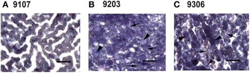https://cdn.ncbi.nlm.nih.gov/pmc/blobs/ad05/3168379/e1dc4cab81c7/fphar-02-00047-g006.jpg