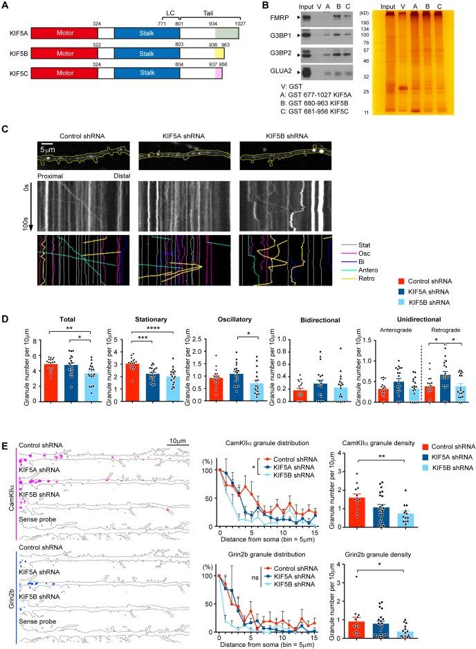 https://cdn.ncbi.nlm.nih.gov/pmc/blobs/ad0d/7028368/05a8397416f7/elife-53456-fig3.jpg