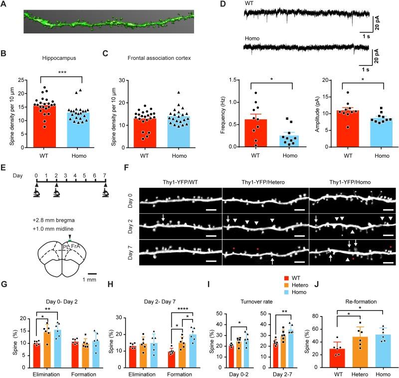 https://cdn.ncbi.nlm.nih.gov/pmc/blobs/ad0d/7028368/30ded0a7b9fa/elife-53456-fig7.jpg