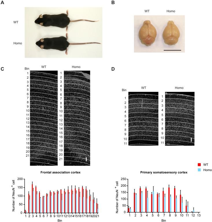 https://cdn.ncbi.nlm.nih.gov/pmc/blobs/ad0d/7028368/5c4bd6be6013/elife-53456-fig6-figsupp1.jpg