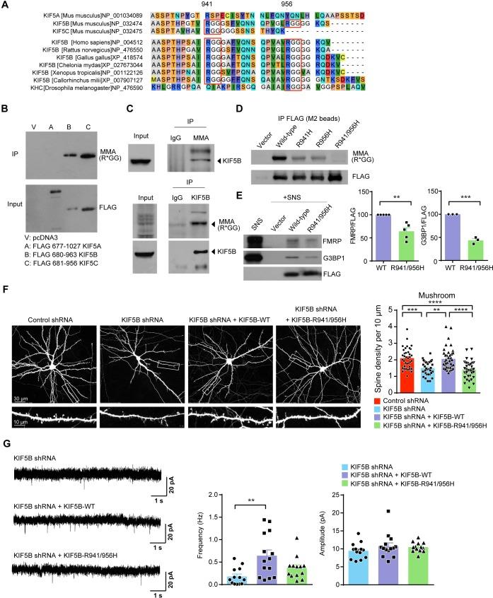 https://cdn.ncbi.nlm.nih.gov/pmc/blobs/ad0d/7028368/8b7bcec850b7/elife-53456-fig5.jpg