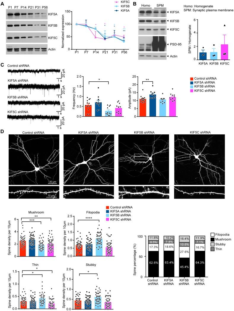 https://cdn.ncbi.nlm.nih.gov/pmc/blobs/ad0d/7028368/b03dabbe3cef/elife-53456-fig1.jpg