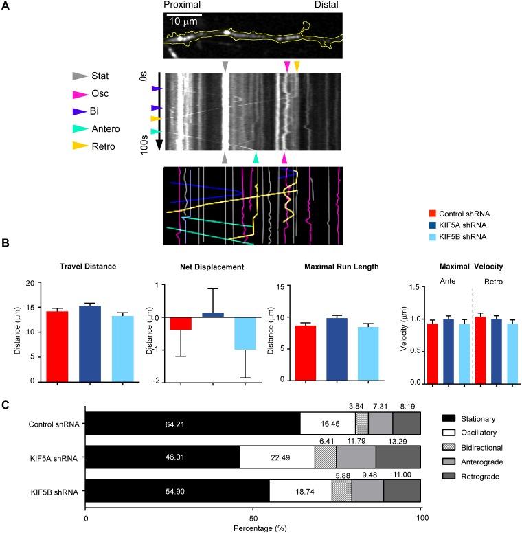 https://cdn.ncbi.nlm.nih.gov/pmc/blobs/ad0d/7028368/b146b4f9f218/elife-53456-fig3-figsupp1.jpg