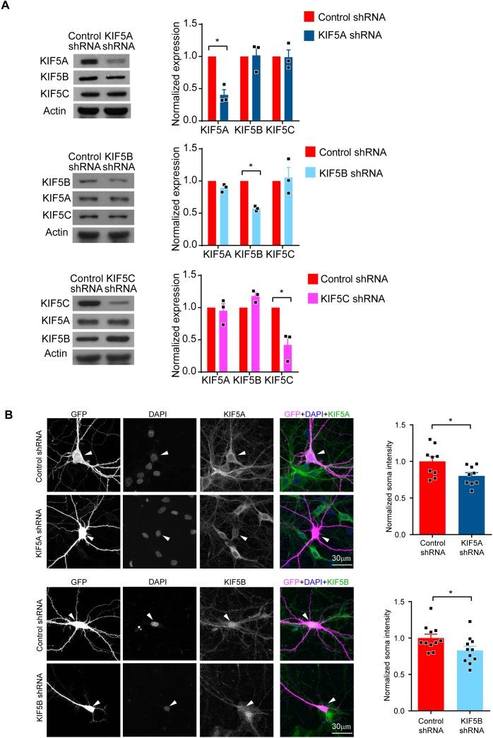 https://cdn.ncbi.nlm.nih.gov/pmc/blobs/ad0d/7028368/bfe9381cd2f4/elife-53456-fig1-figsupp1.jpg