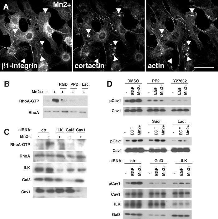 https://cdn.ncbi.nlm.nih.gov/pmc/blobs/ad0e/3694797/b2726826169f/2134fig5.jpg