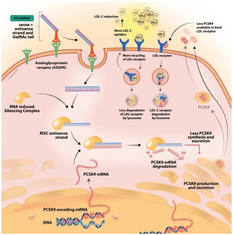 https://cdn.ncbi.nlm.nih.gov/pmc/blobs/ad12/9499538/46bb8439c28e/ijms-23-10221-g002.jpg