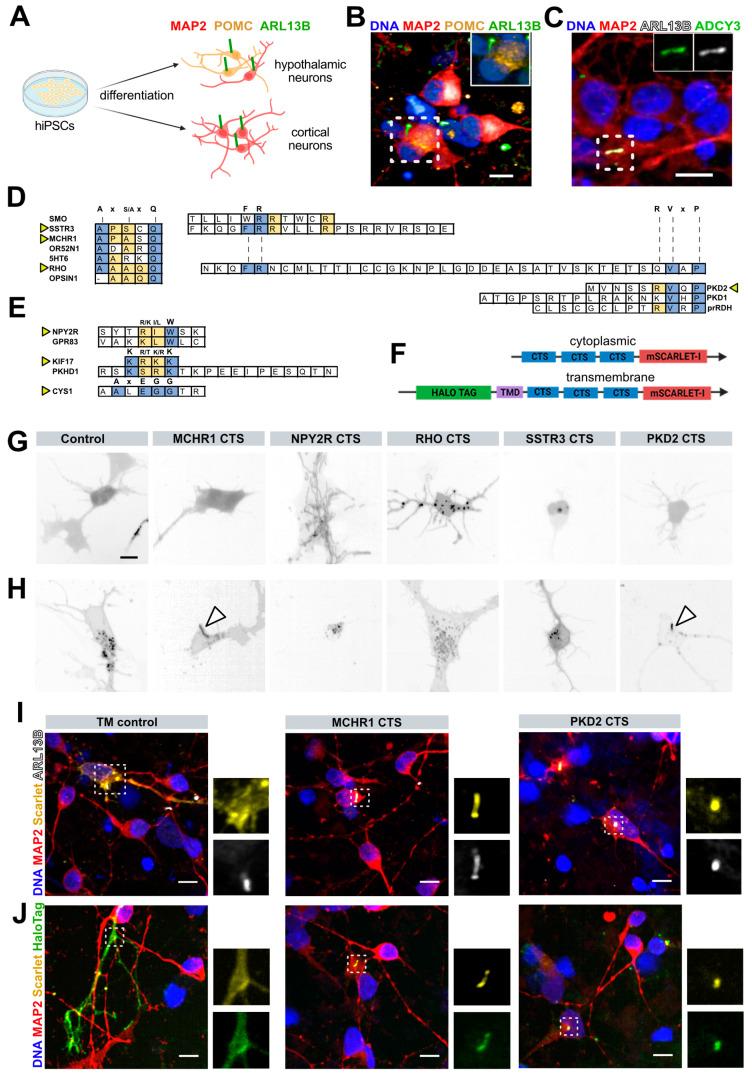 https://cdn.ncbi.nlm.nih.gov/pmc/blobs/ad14/11240719/7c76ee722726/cells-13-01156-g001.jpg